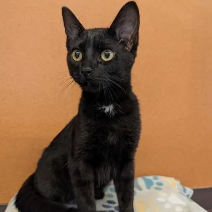A young small-sized male Black Domestic Short Hair cat named Kole for adoption in Rochester, MN