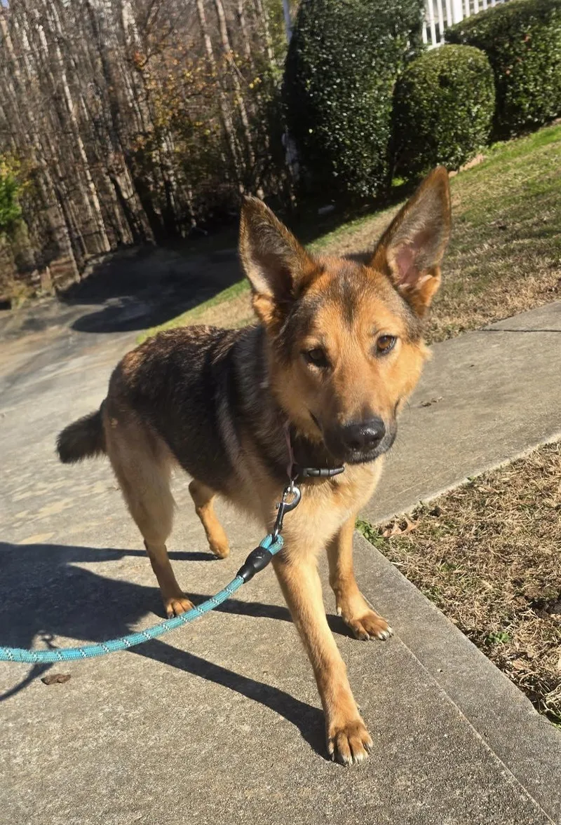 An adult large-sized female German Shepherd Dog dog named Bella for adoption in Gainesville, GA