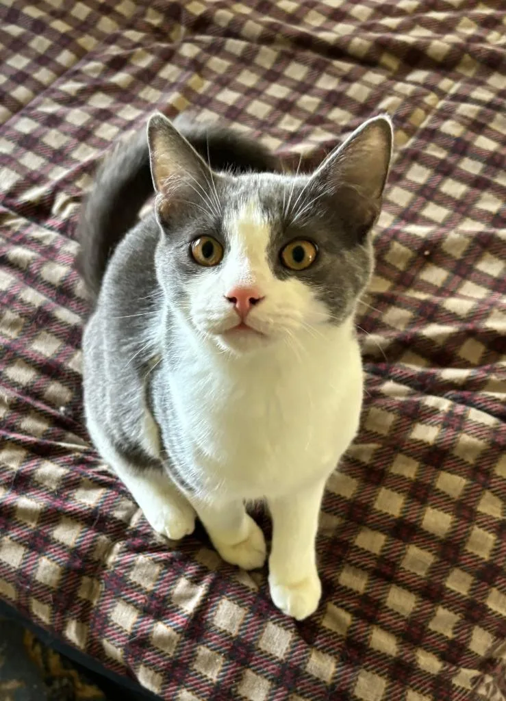 A baby medium-sized male Domestic Short Hair cat named Sugar Pop for adoption in Windsor, CT
