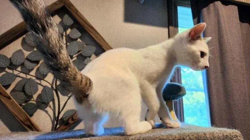 A young medium-sized female Domestic Short Hair cat named Chihior for adoption in Knoxville, TN