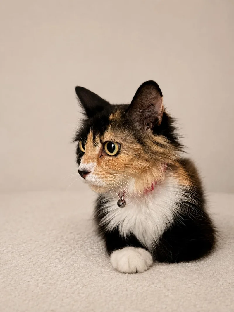 An adult medium-sized female Calico Domestic Long Hair cat named Harriett for adoption in Greensboro, NC
