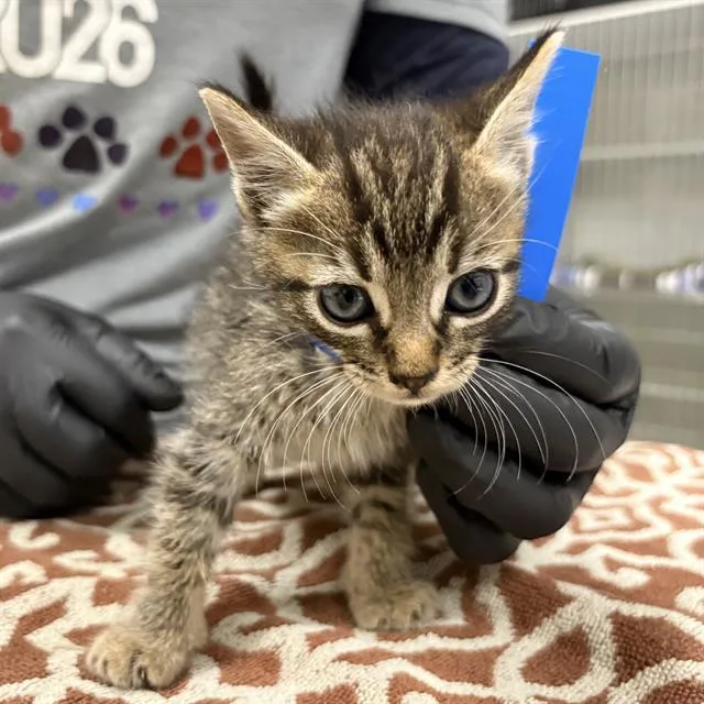 A baby small-sized male Domestic Short Hair cat named A for adoption in Camarillo, CA