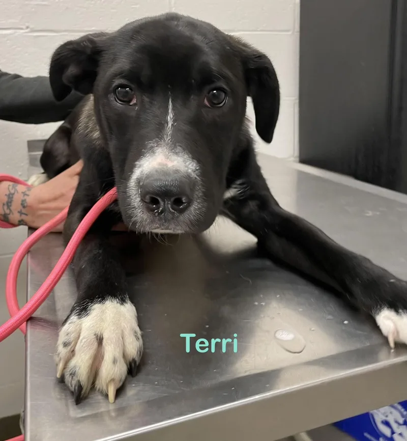 Terri Hold thumbnail 3