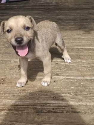 A young small-sized female Pit Bull Terrier dog named Beanie baby for adoption in Lawrenceville, GA