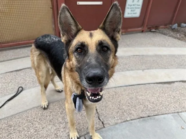 An adult large-sized female German Shepherd Dog dog named Carnation for adoption in Phoenix, AZ