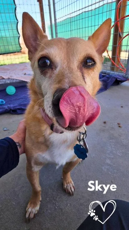 A senior medium-sized female Portuguese Podengo dog named Skye for adoption in Monte Vista, CO