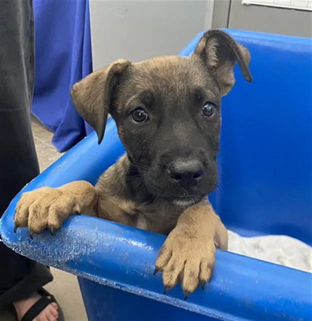 A baby large-sized female Mixed Breed dog named Buttons for adoption in Dallas, TX