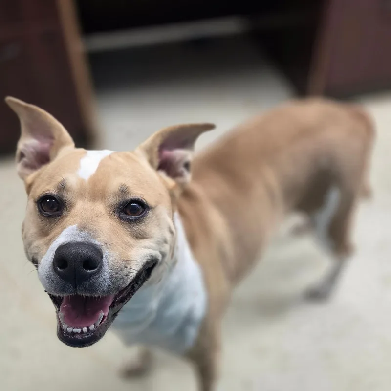 A young medium-sized female American Staffordshire Terrier dog named Josie for adoption in Madison, MS