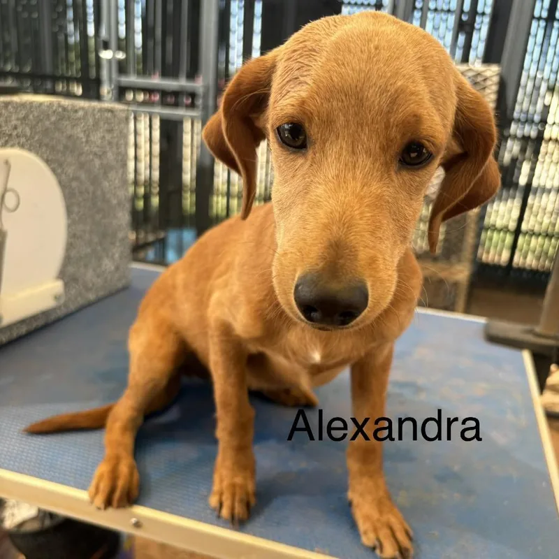 A baby medium-sized female Yellow / Tan / Blond / Fawn Labrador Retriever dog named Alexandra for adoption in Austin, TX