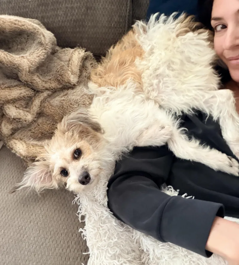 A young small-sized female White / Cream Poodle dog named Pearl for adoption in Brooklyn, NY