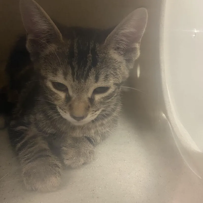 A baby small-sized female Brown / Chocolate Domestic Short Hair cat named Katara for adoption in Reno, NV