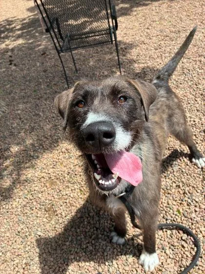 An adult medium-sized female Brindle Irish Terrier dog named Brandy for adoption in Canon City, CO