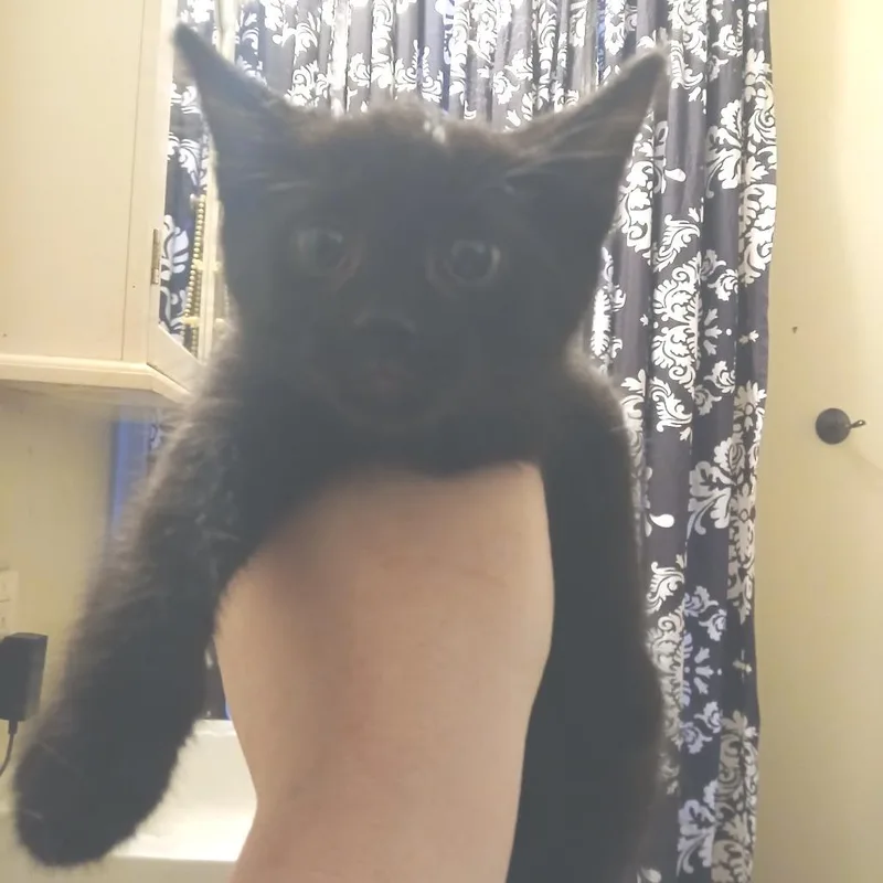 A baby small-sized male Black Domestic Short Hair cat named Clawzzy Pawsbourne for adoption in Winchester, VA