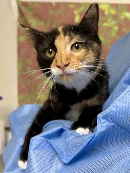 A young small-sized female Domestic Short Hair cat named Rachel for adoption in San Antonio, TX