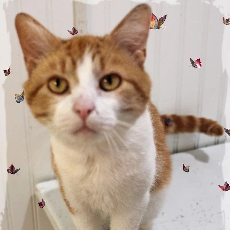 An adult medium-sized male Tabby (Orange / Red) Tabby cat named Charlie for adoption in Amelia, OH