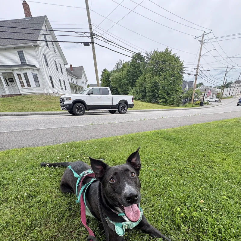 An adult large-sized female Black Shepherd dog named Reece for adoption in New Boston, NH