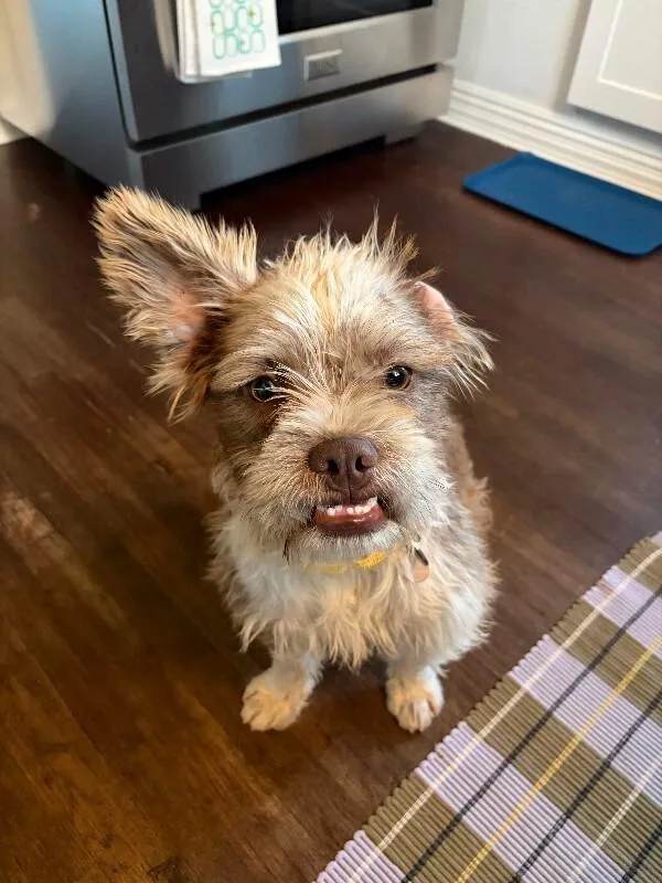 An adult small-sized male Border Terrier dog named Pinto for adoption in Manhattan Beach, CA