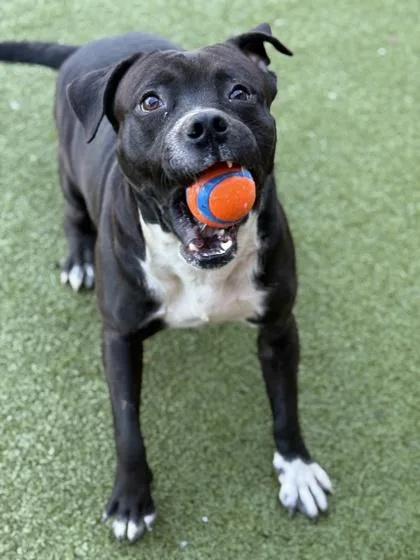 An adult medium-sized male Pit Bull Terrier dog named Tyrique for adoption in Atlanta, GA
