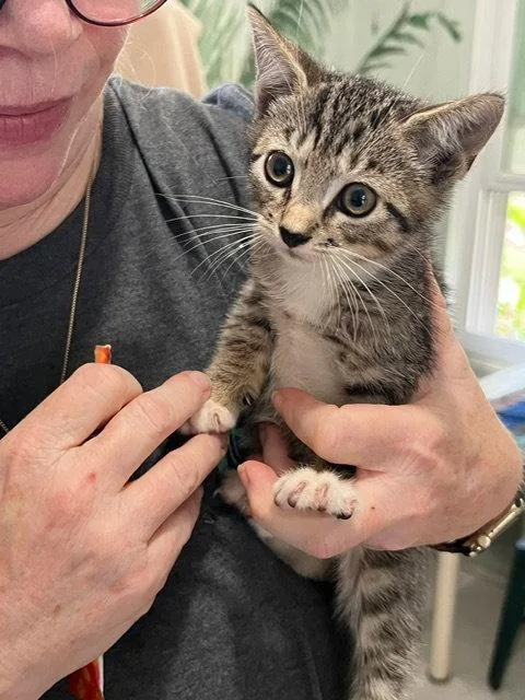 A baby medium-sized female Domestic Short Hair cat named Daffodil for adoption in Wesley Chapel, FL