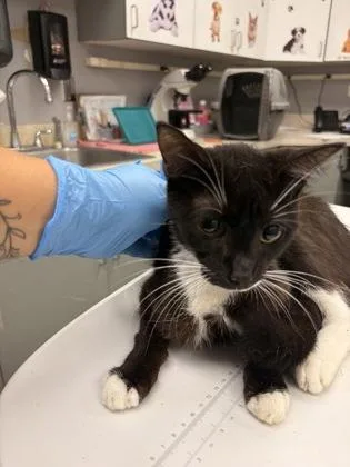 An adult small-sized female Domestic Short Hair cat named Cirrus for adoption in Palm Coast, FL