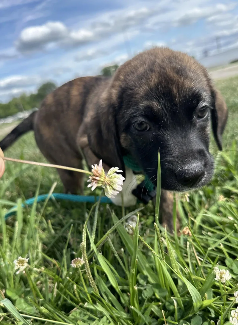 A baby medium-sized female Mixed Breed dog named Snapper for adoption in Germantown, OH