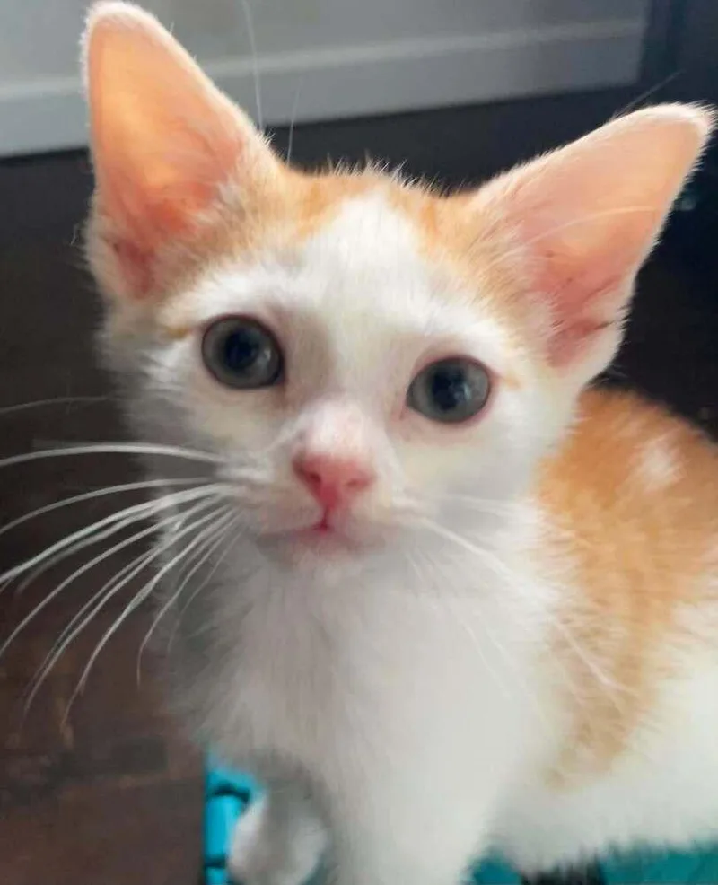 A baby small-sized female Domestic Short Hair cat named Creamsicle H. for adoption in Peoria, IL