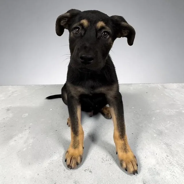 A baby medium-sized male Bicolor Labrador Retriever dog named Kit for adoption in Williston, VT