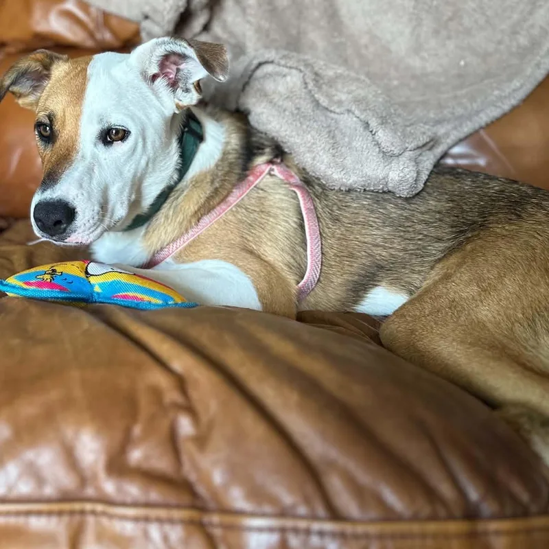 A young medium-sized female Shepherd dog named Angel for adoption in Blacksburg, VA