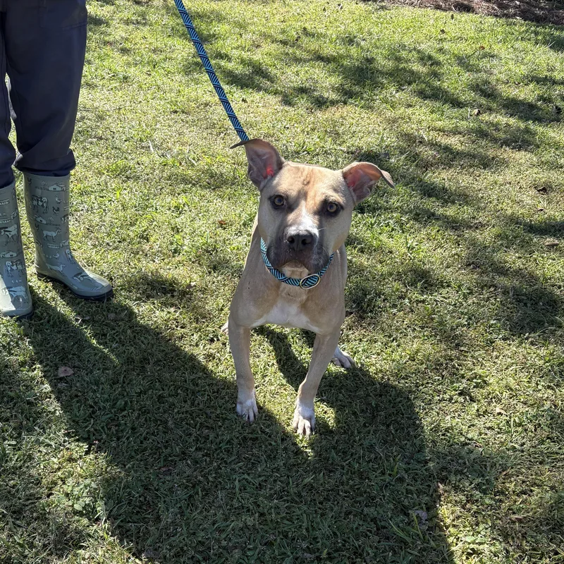 A young medium-sized male Yellow / Tan / Blond / Fawn Pit Bull Terrier dog named Dragon for adoption in Valdosta, GA