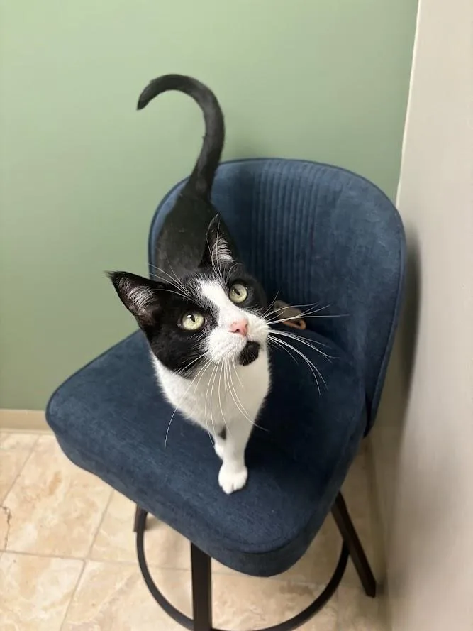 A senior medium-sized female Black & White / Tuxedo Domestic Short Hair cat named Lotus for adoption in The Colony, TX