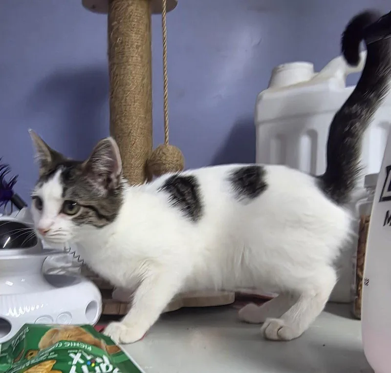 A baby medium-sized female Domestic Short Hair cat named Tiana for adoption in Knoxville, IA