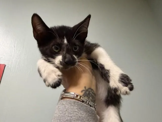 A baby small-sized female Domestic Short Hair cat named Hannah for adoption in Miami, FL