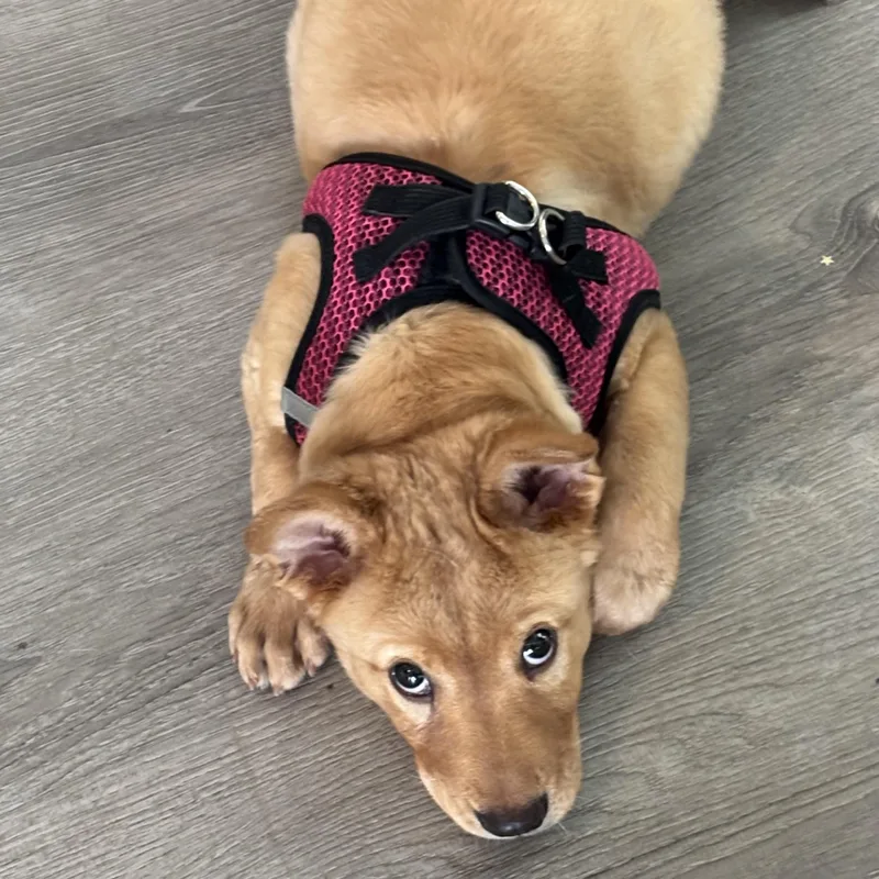 Maple