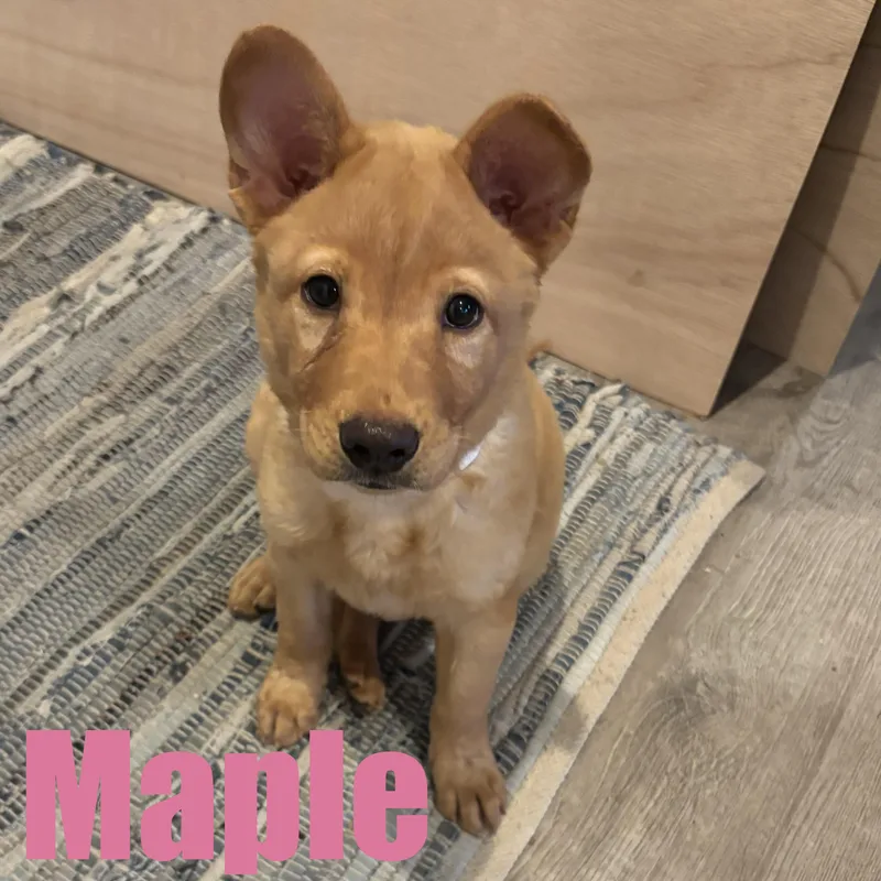 Maple thumbnail 4