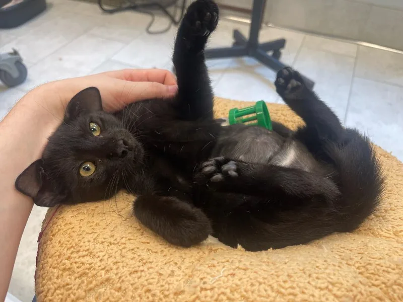 A baby medium-sized female Domestic Short Hair cat named Elvira for adoption in New Orleans, LA