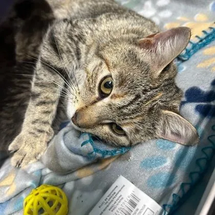 An adult medium-sized female Domestic Short Hair cat named Leila for adoption in Kansas City, MO
