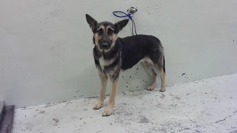 A young medium-sized female German Shepherd Dog dog named Marcella for adoption in Houston, TX