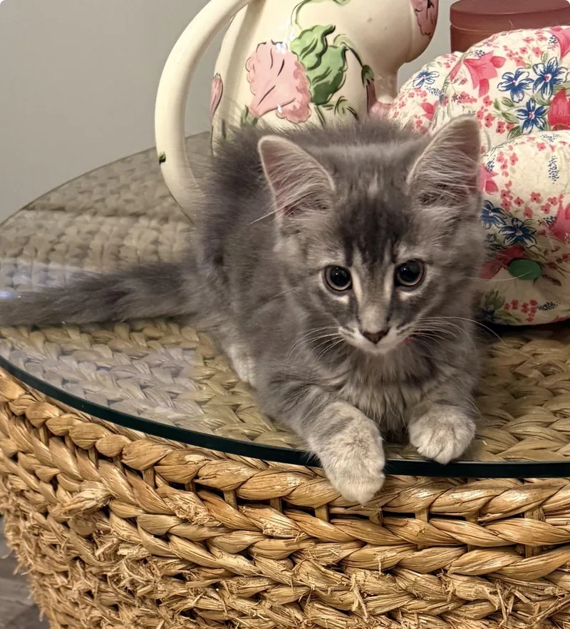 A young medium-sized female Gray & White Domestic Long Hair cat named Star for adoption in Woodstock, GA