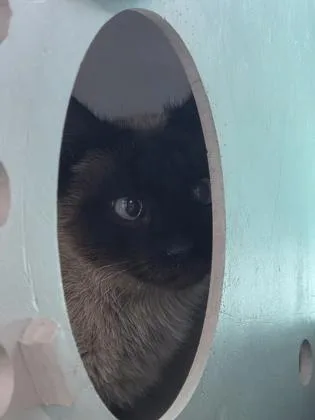 An adult large-sized female Siamese cat named Azure for adoption in Edgewood, NM