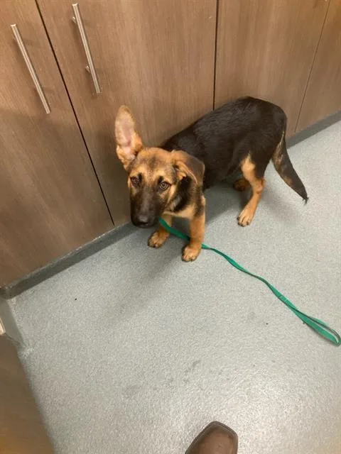 A baby medium-sized female German Shepherd Dog dog named Chica for adoption in Baytown, TX