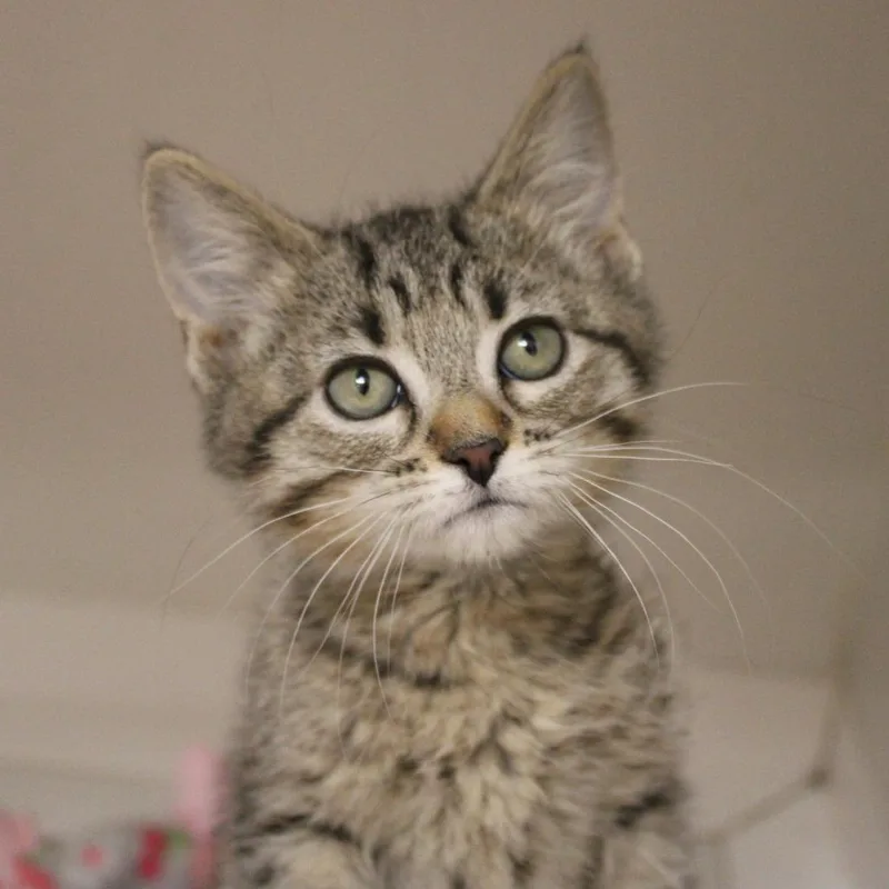 A baby small-sized male Brown / Chocolate Domestic Short Hair cat named Noble for adoption in Champaign, IL
