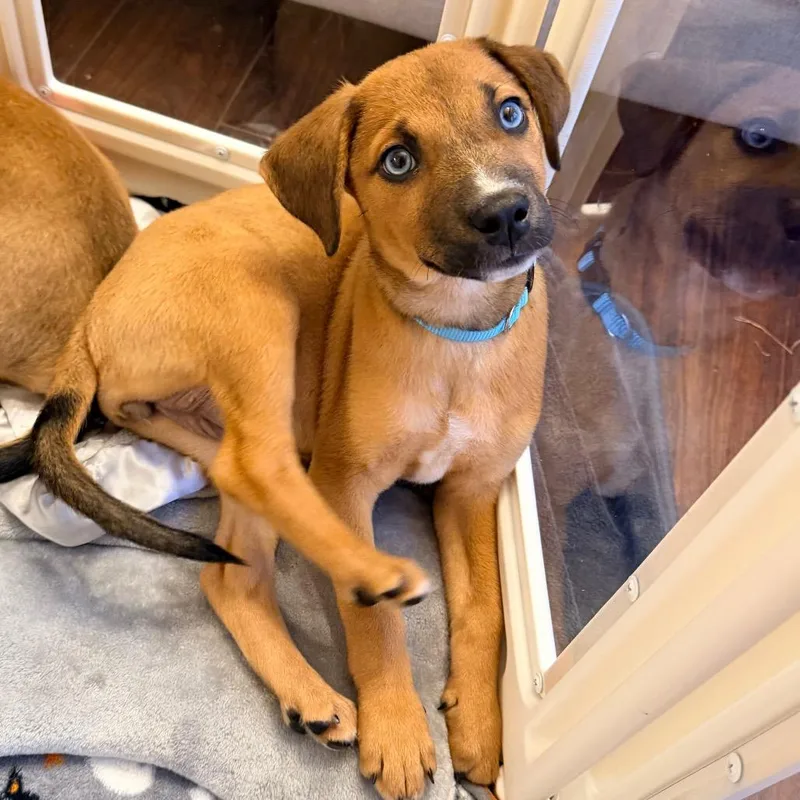A baby medium-sized female Red / Chestnut / Orange Beagle dog named Pancake for adoption in Saint John, IN