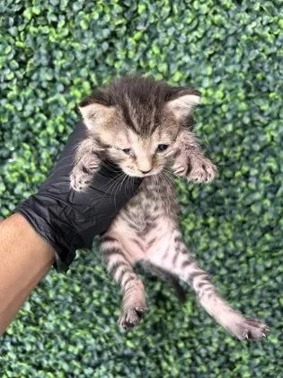 A baby small-sized female Gray / Blue / Silver Domestic Short Hair cat named 61465975 for adoption in El Paso, TX