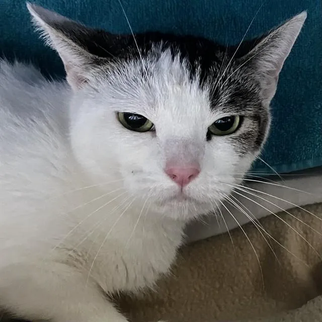 An adult small-sized female Domestic Short Hair cat named Toasted Marshmallow for adoption in Alameda, CA