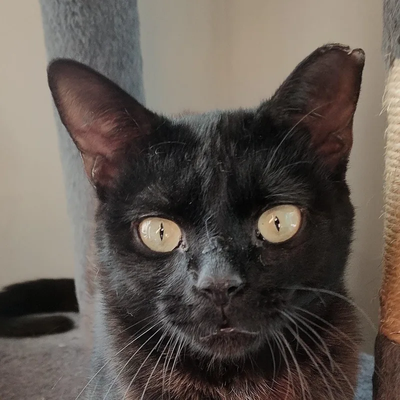 A young medium-sized male Black Domestic Short Hair cat named King Louie for adoption in Charlotte, NC