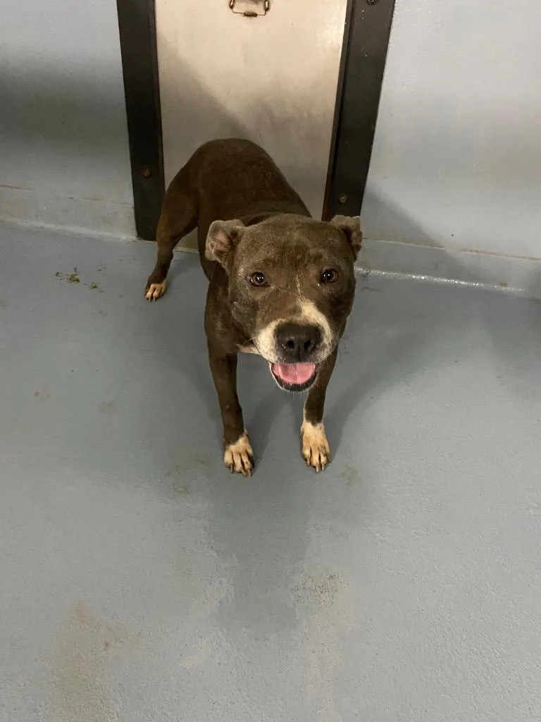 An adult medium-sized female Mixed Breed dog named Chito for adoption in Cartersville , GA