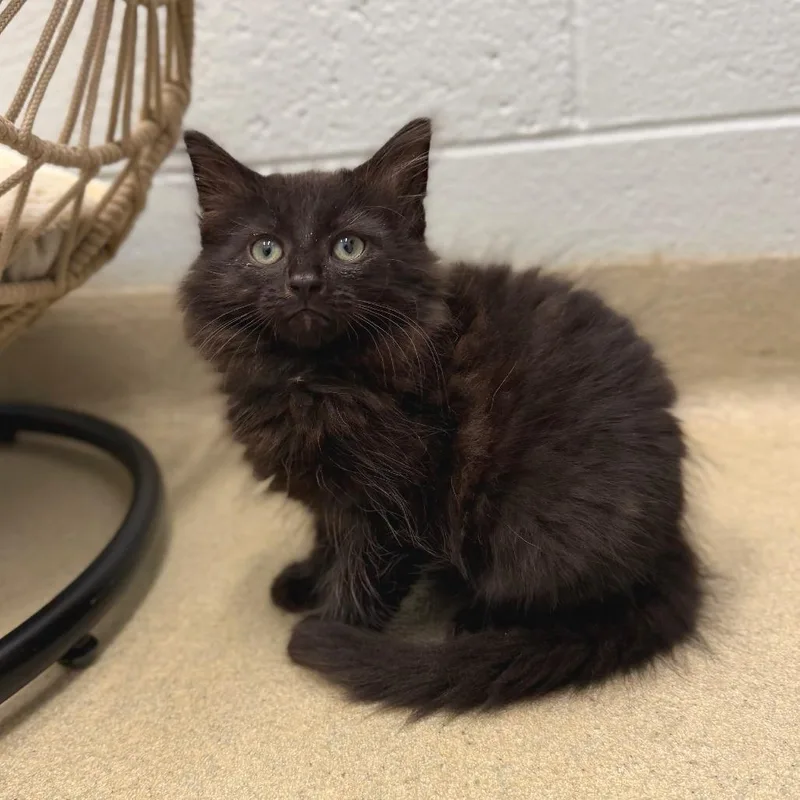 A baby small-sized male Black Domestic Long Hair cat named Rue for adoption in Marshall, VA