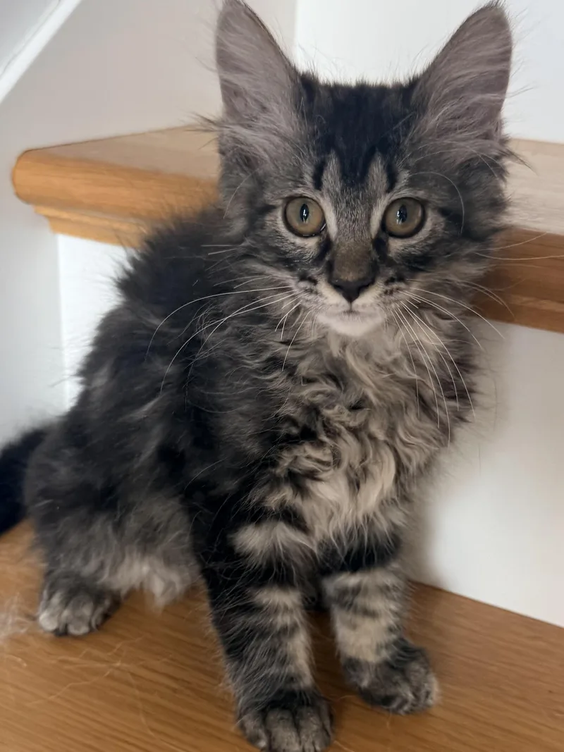 A baby medium-sized male Tabby (Brown / Chocolate) Domestic Medium Hair cat named Fluffernut for adoption in Franklin, OH