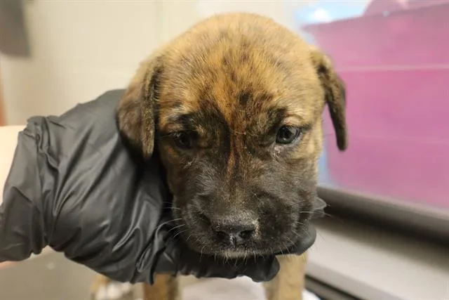 A baby small-sized female Mixed Breed dog named Paddler for adoption in Columbia, SC