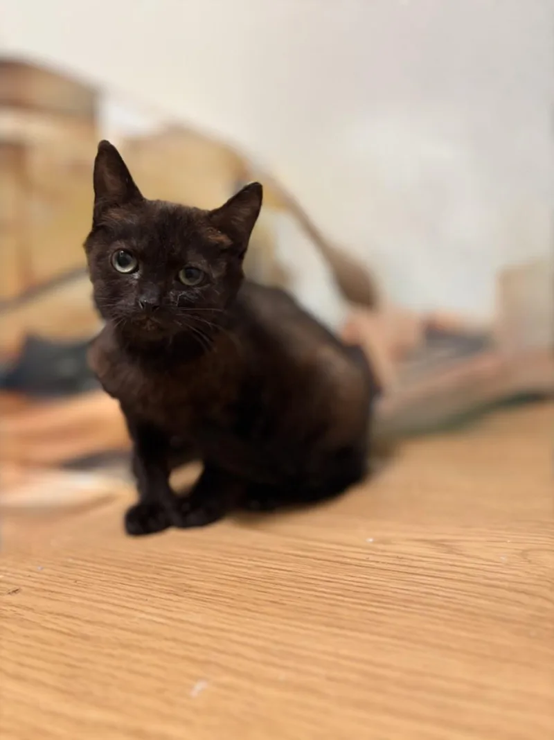 A baby small-sized female Domestic Short Hair cat named Cheryl for adoption in Olivehurst, CA